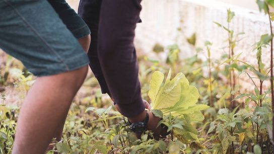 Moving to Atlanta? On Da Farm’s Urban Agriculture Expansion Brings Fresh Food, Green Spaces, and New Career Opportunities (Work in Georgia )