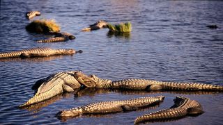 Georgia’s Alligator Mating Season Is Underway: What New Residents and Homebuyers Should Know This Summer (Live in Georgia)