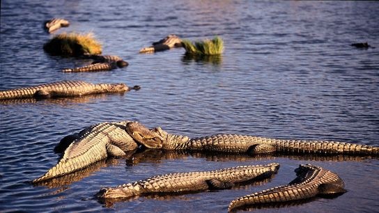 Georgia’s Alligator Mating Season Is Underway: What New Residents and Homebuyers Should Know This Summer